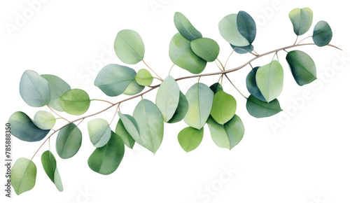 PNG Plant green leaf tree