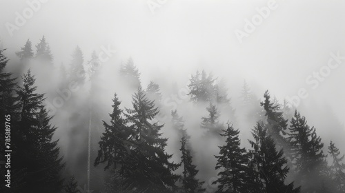 Forest fog in the Pacific Northwest © Image