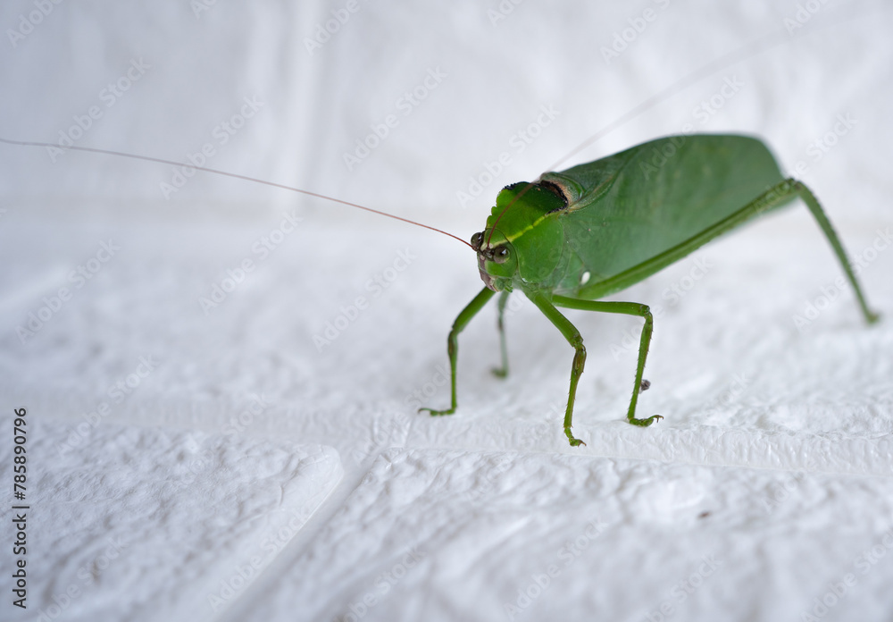 katydid waking on white floor. katydid waking on white floor.