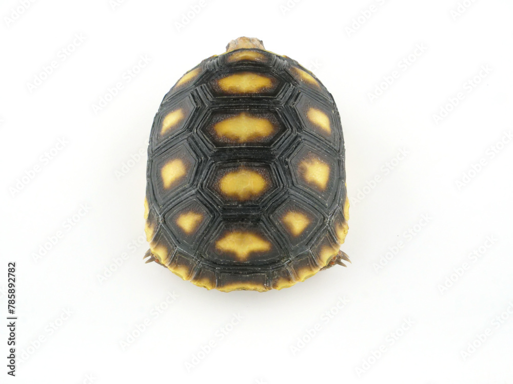 Obraz premium アカアシガメの後ろ姿