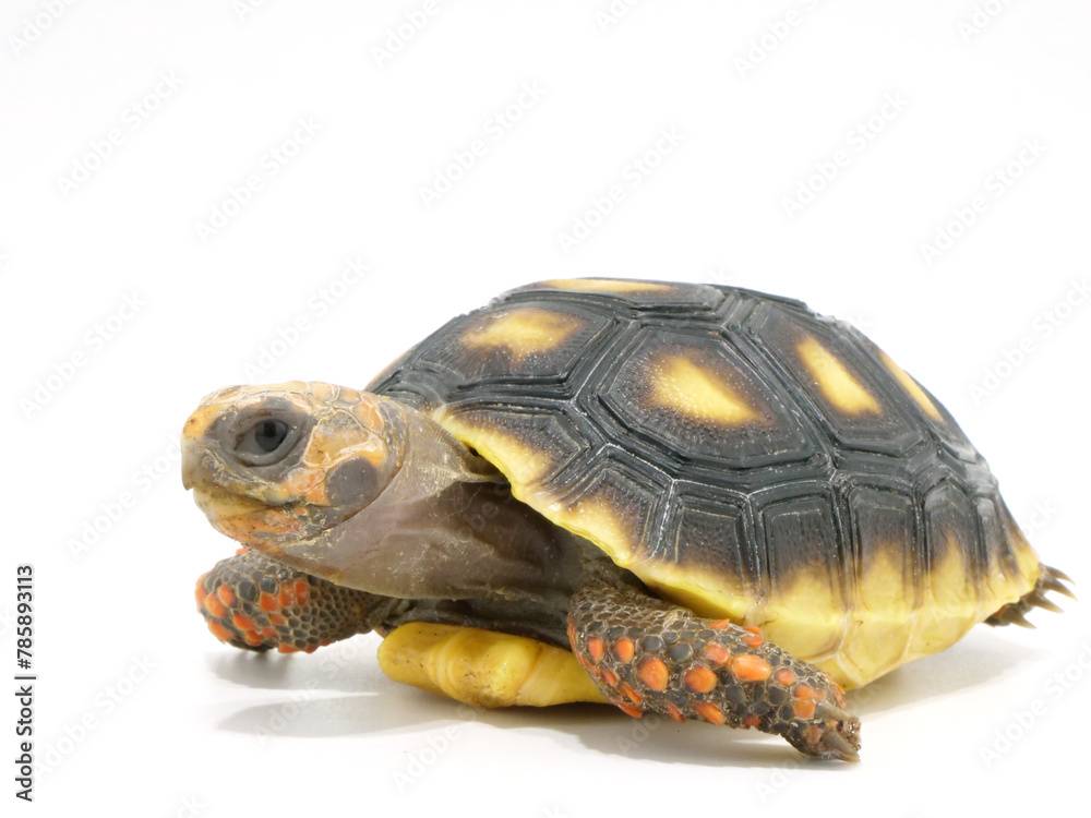 Fototapeta premium そっぽを向くアカアシガメ