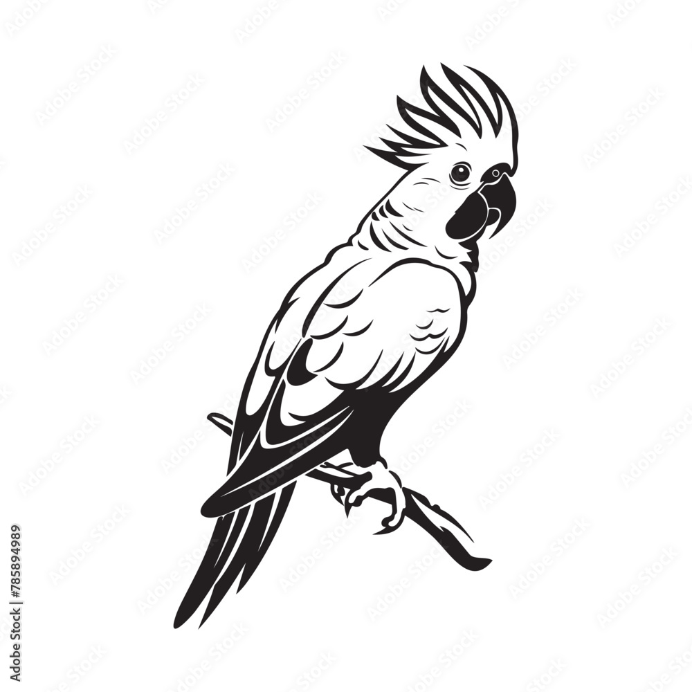 Cockatoo Vector Images, Cockatoo on a white background