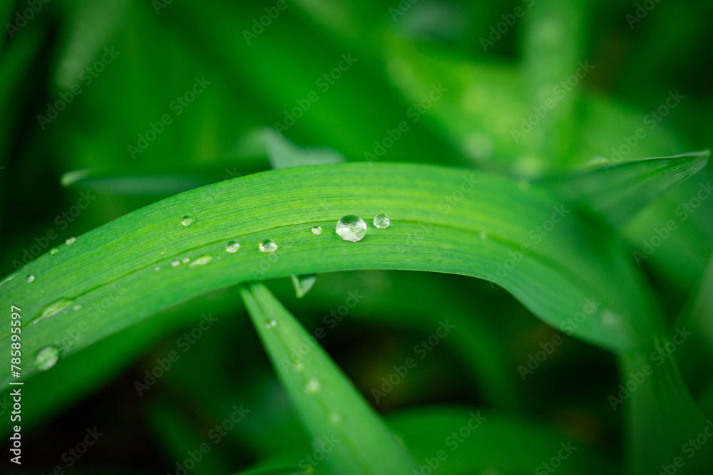Fresh leaves and water droplets in the morning after rain Fresh leaves and water droplets in the morning after rain