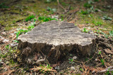 tree with cut off stump in the forest