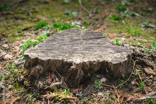 tree with cut off stump in the forest