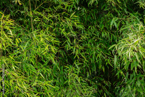 Bamboo leaves swaying in the wind
