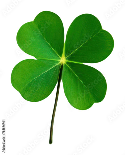 PNG Clover leaf backgrounds green yellow
