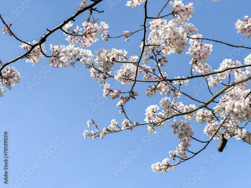 桜