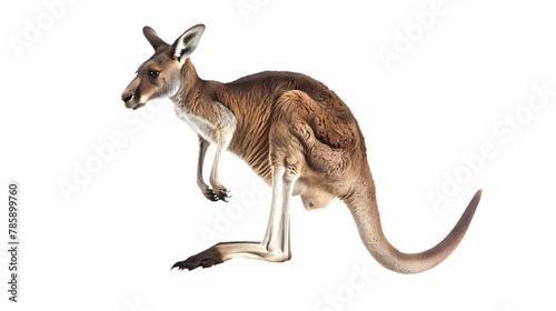 kangaroo with baby isolated on white background
