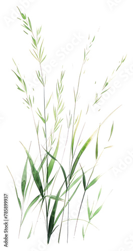 PNG Meadow grass green agropyron plant art