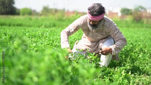 Happy indian farmer working in agriculture field, Harvesting crop, Organic farming, Rural scene,  village india, Slow motion shot. Copy space. photo