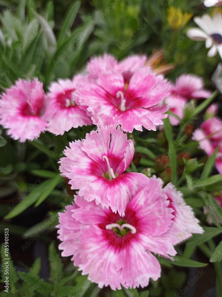 A gorgeous blossoming dianthus flower A gorgeous blossoming dianthus flower