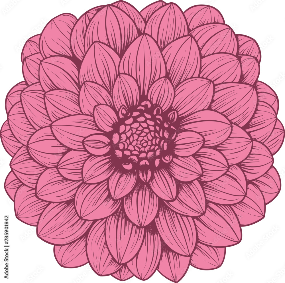 Dahlia clipart design illustration