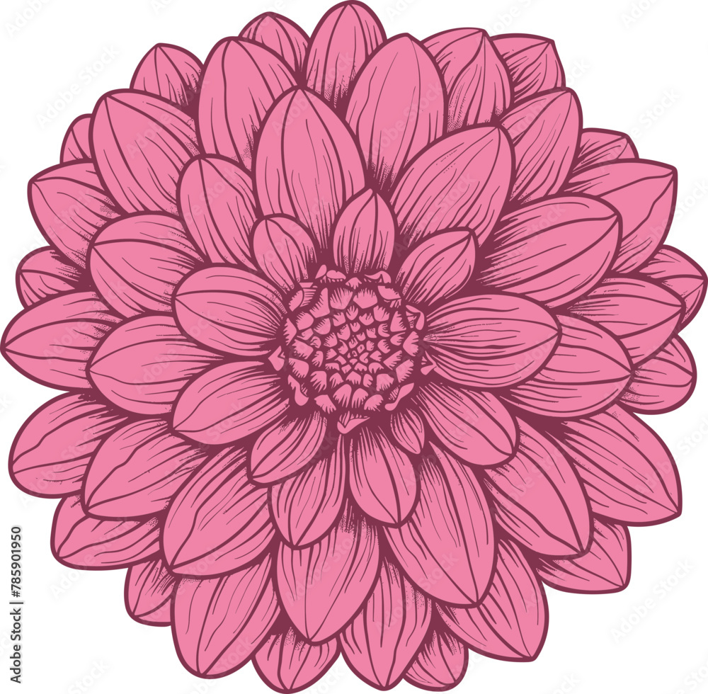 Dahlia clipart design illustration