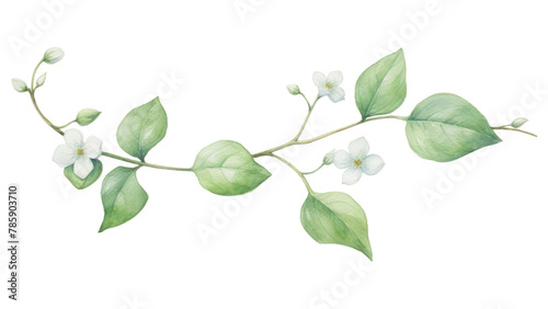 PNG Ivy flower blossom plant