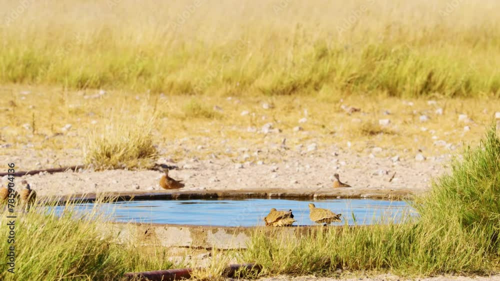 African Wild Birds at Waterhole in Savannah Landscape African Wild Birds at Waterhole in Savannah Landscape