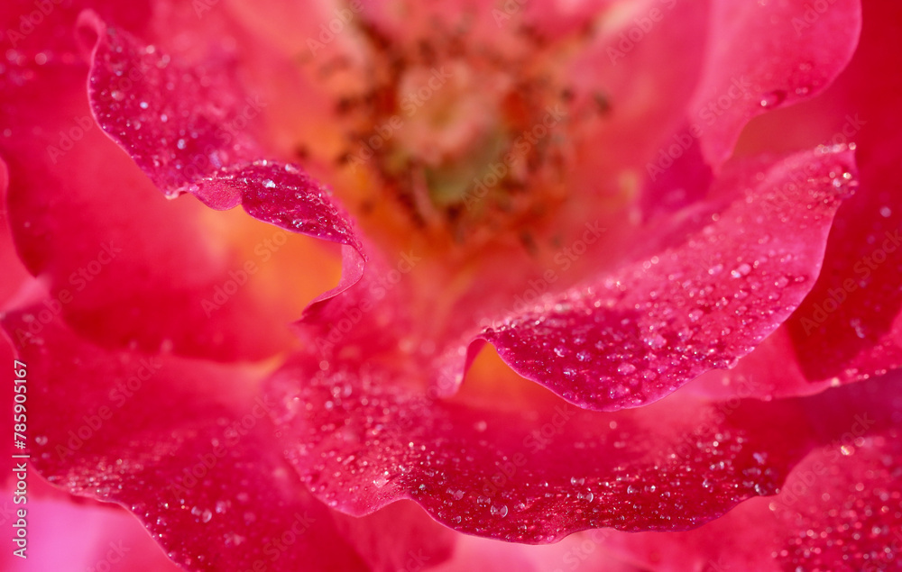 Pink yellow rose flower petals with dew drops. Macro flowers background for holiday design Pink yellow rose flower petals with dew drops. Macro flowers background for holiday design