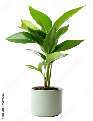 PNG Plant leaf houseplant