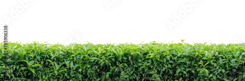 PNG Tea tree garden vegetation fence hedge