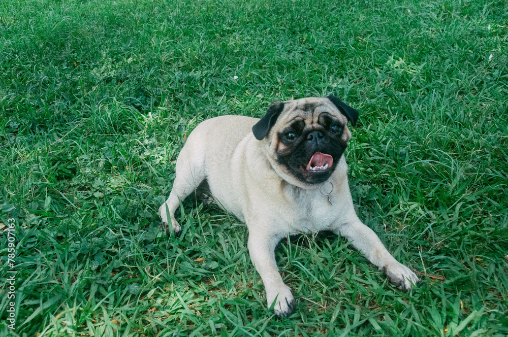 Cute Pug abricot playing in the garden