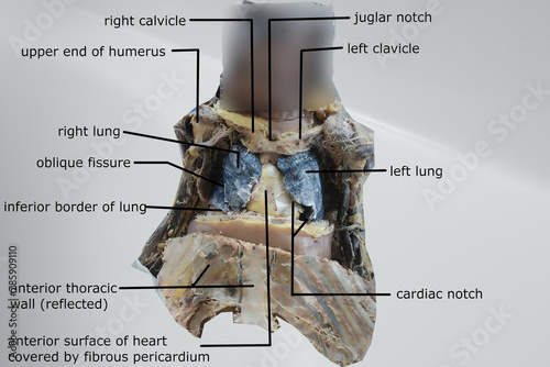 anatomy of the interior of thoracic cavity with related structure © deepak
