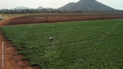 Dji Agras T40 drone spraying potato crop photo