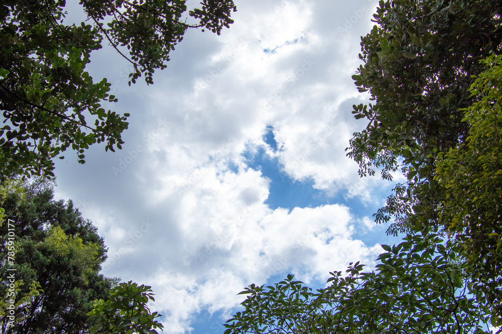 Patches of blue sky and white clouds visible through a gap in the forest canopy image for background use Patches of blue sky and white clouds visible through a gap in the forest canopy image for background use