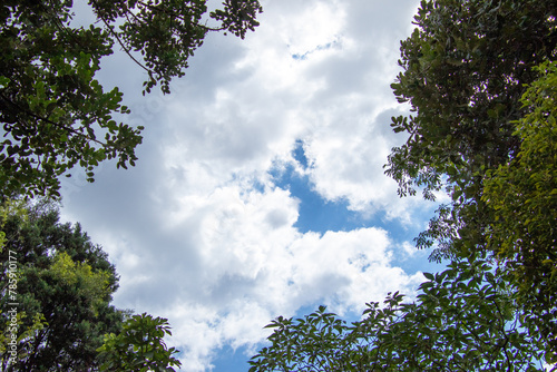 Patches of blue sky and white clouds visible through a gap in the forest canopy image for background use