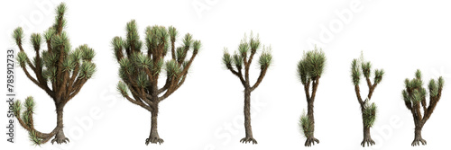 3d illustration of set Yucca brevifolia tree isolated on transparent background photo