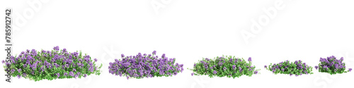 3d illustration of set Thymus serpyllum bush isolated on transparent background photo