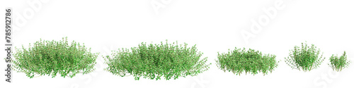 3d illustration of set Teucrium chamaedrys bush isolated on transparent background