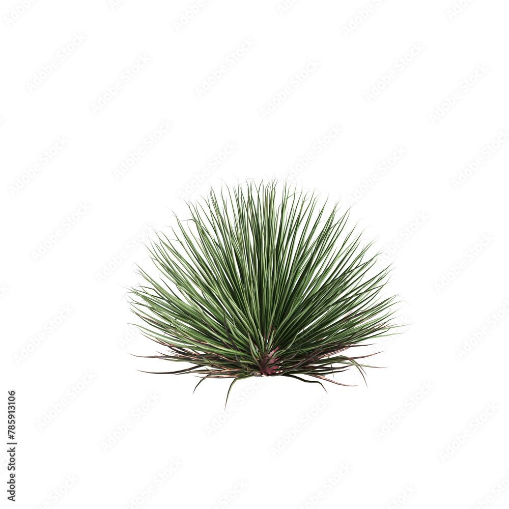 3d illustration of Agave stricta bush isolated on transparent background