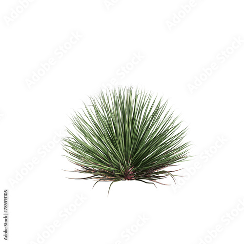 3d illustration of Agave stricta bush isolated on transparent background