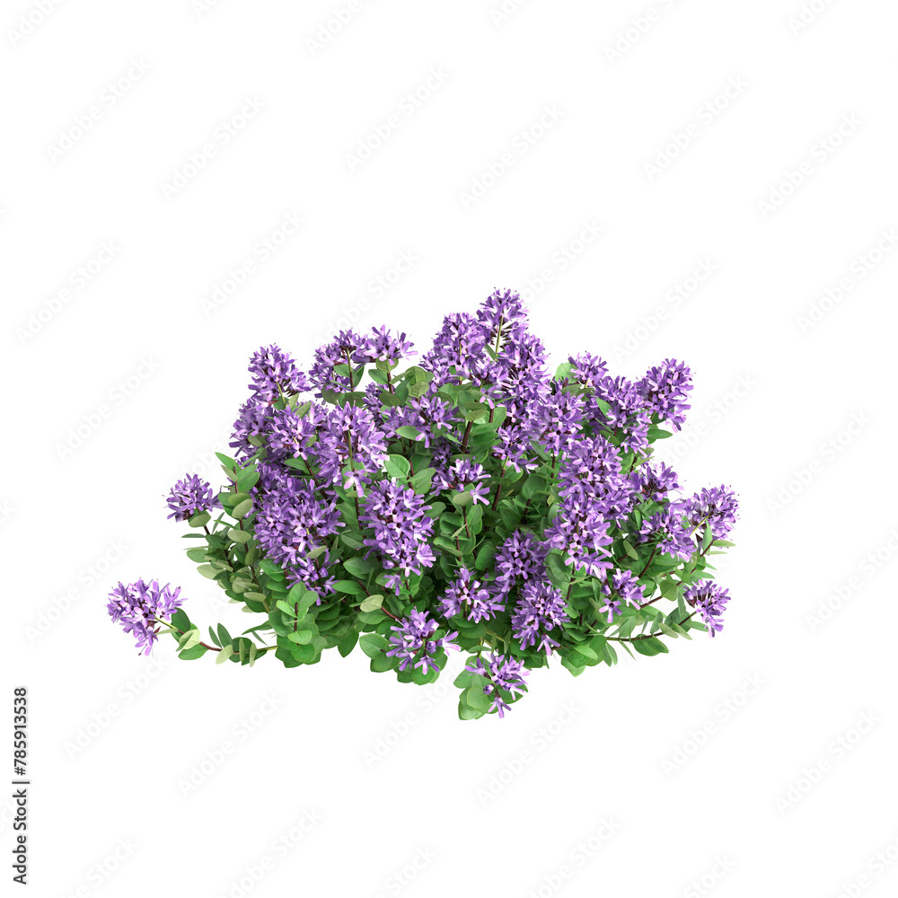 Obraz premium 3d illustration of Thymus serpyllum bush isolated on transparent background
