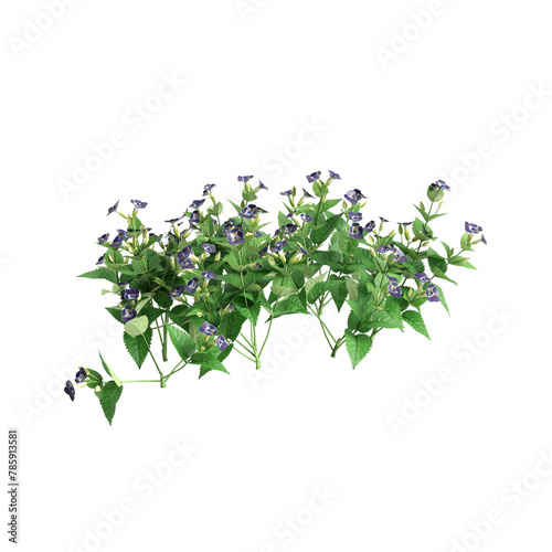 3d illustration of Torenia fournieri bush isolated on transparent background photo