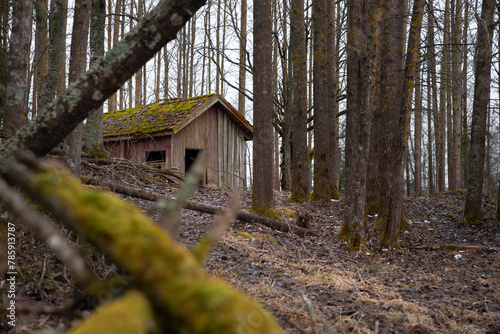 An abandoned cabin in the middle of a quiet aspen forest