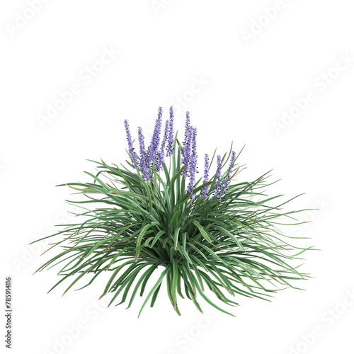 3d illustration of Liriope spicata bush isolated on transparent background