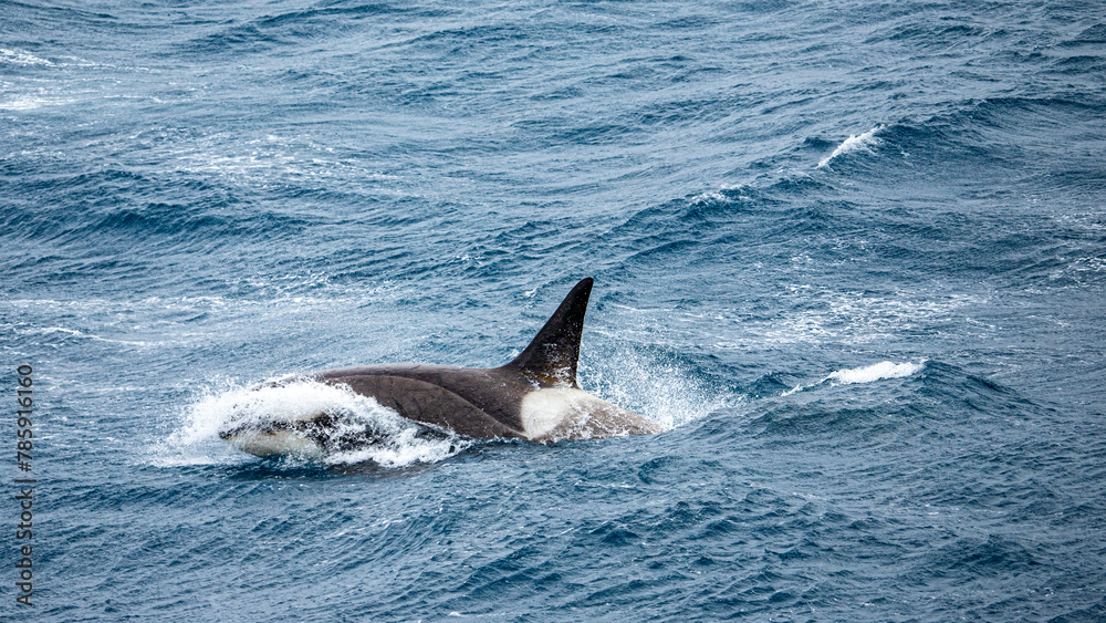 Naklejka premium A pod of small type B orca playing in waves and interacting with an expedition ship near South Georgia