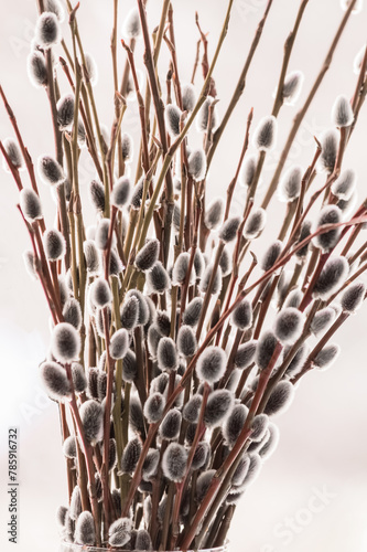 Obraz na płótnie Willow branches with catkins close-up. Spring background. w salonie