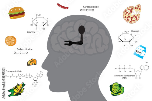 Why do we get hungry? Hunger is controlled by the brain, which responds to what we eat.