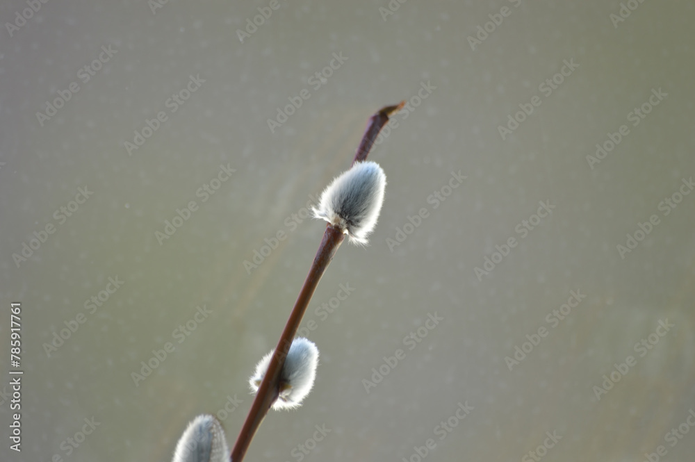 Pussy willow branch on a background of water, close-up