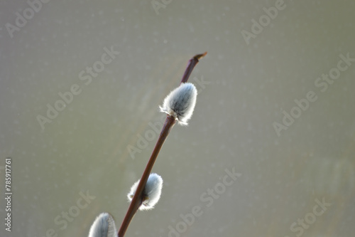 Obraz na płótnie Pussy willow branch on a background of water, close-up w salonie