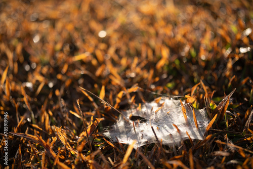 Embrace Nature's Beauty: Re...