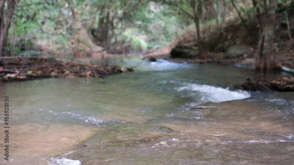 The river with beautiful nature in the forest The river with beautiful nature in the forest