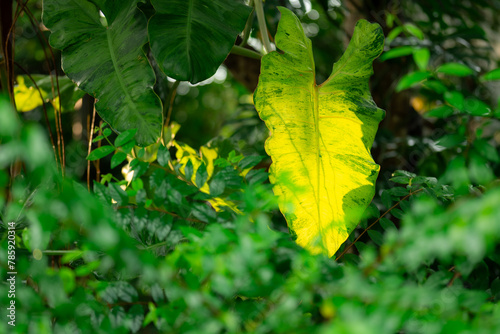 Embrace Nature's Beauty, Re...