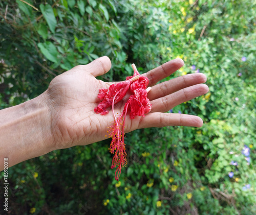 Hand holding wilted hibiscus flowers for Ayurveda use