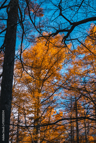 Experience the Vibrant Colors of Autumn in Japan: Exploring the Majestic Forests and Gardens of Kyoto, A Spectacular Landscape of Red, Orange, and Green Maple Leaves Against the Serene Sky