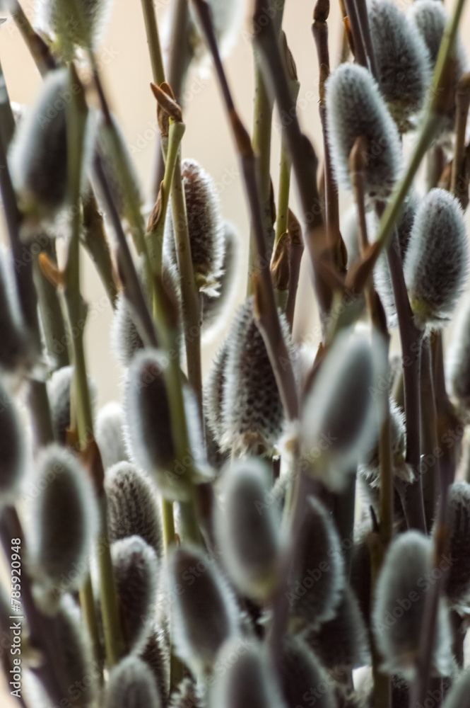 Pussy willow twigs with catkins close-up.
