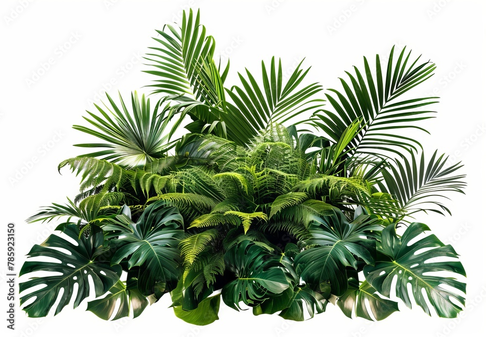 Green leaves of tropical plants bush floral arrangement indoors garden nature backdrop isolated on white background Green leaves of tropical plants bush floral arrangement indoors garden nature backdrop isolated on white background