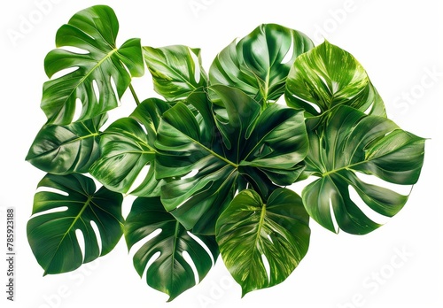Green leaves of tropical plants bush floral arrangement indoors garden nature backdrop isolated on white background 